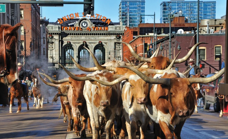 Quand bétail et cowboys arrivent en ville… c’est à Denver