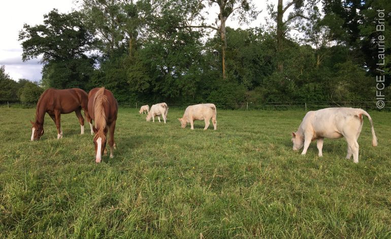 Equins et bovins dans la même pâture, quels bénéfices ?