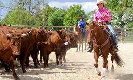 En images : Versatile Ranch Horse au Thomas’ Ranch de Contigné