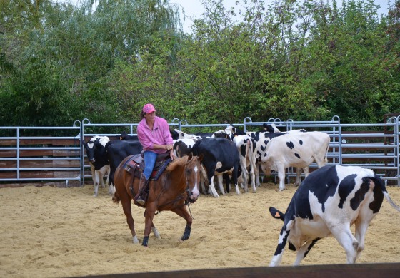 Travail du bétail à cheval en Normandie