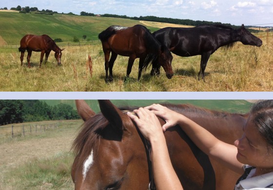 Dans le Tarn, Séverine Suma multiplie les attentions pour les cavaliers western… et leurs chevaux