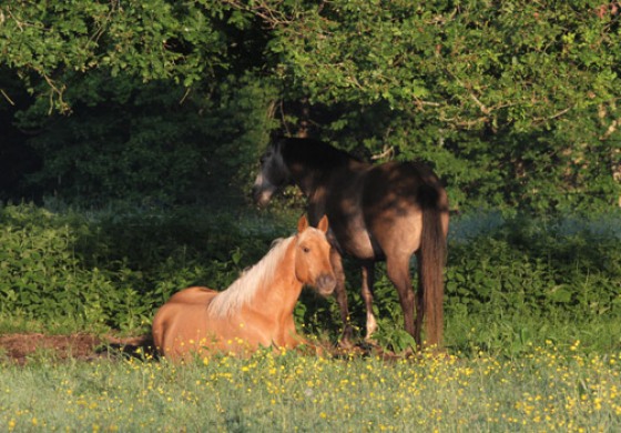 PAC : la filière cheval monte au créneau