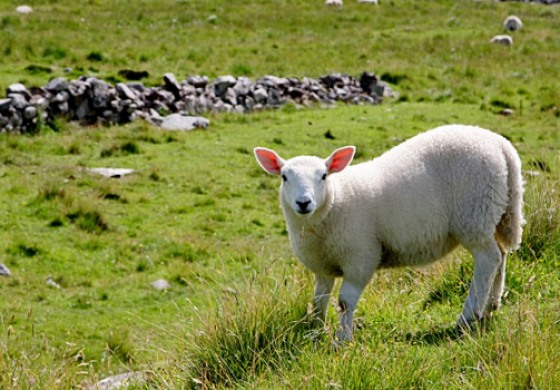 Et si la France organisait le championnat du monde de tonte de moutons en Limousin ?