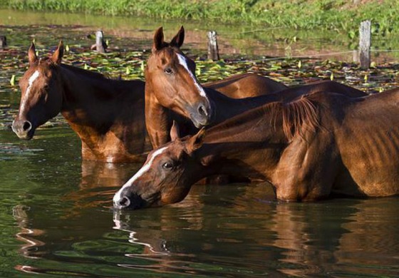 Portrait de cowboy brésilien… un des derniers ?