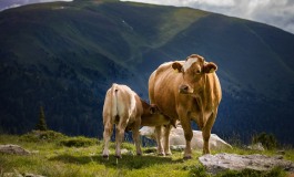 Fausse viande et fin de l’élevage: les masques tombent !